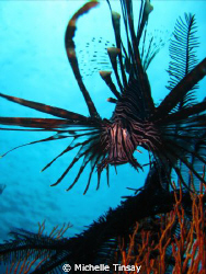 common lion fish taken with my point and shoot camera at ... by Michelle Tinsay 